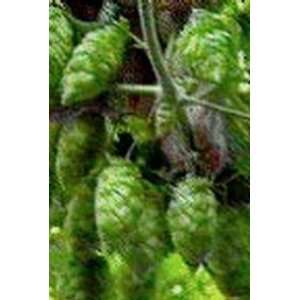  Hops Dried Herb