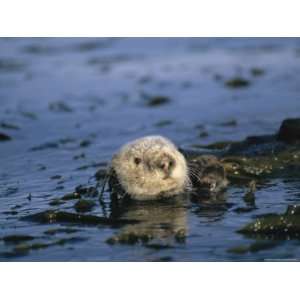  Sea Otter Floats in a Tangle of Kelp in Monterey Bay 