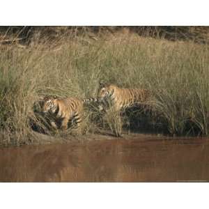  Bengal Tigers, Pair Chasing Each Other on River Bank 