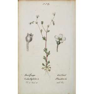 1826 Saxifraga Tridactylites Saxifrage Botanical Print   Hand Colored 