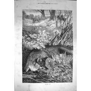  1872 Stealing Away Fox Hunting Hounds Horses Sport: Home 
