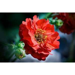  Mrs. Bradshaw Avens Perennial   8 Plants   Geum Patio 