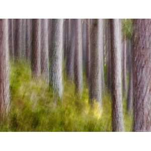 Abstract of Caledonian Pine Forest, Abernethy, Scotland, UK Premium 