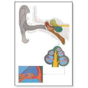 3B Scientific V2010U The Ear Anatomical Chart, without Wooden Rods 