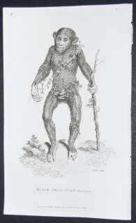 Shaw General Zoology 1800s Engraving. Orangutan. 2  