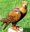 am so confident of the quality of this natural looking GOLDEN EAGLE 
