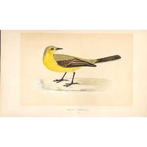  Yellow Wagtail British Birds 1St Ed Morris 1851