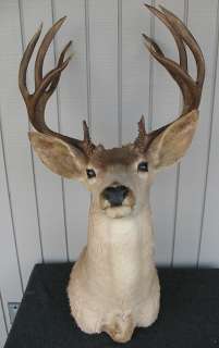   1952 Taxidermy Mounted Buck Deer Head Antlers 10 Point Rack  