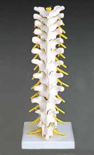 functional model of the 12 thoracic vertebrae, intervertebral discs 