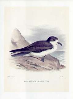 FREDERICK FROHAWK print Hawaiian Bird DARK RUMPED PETREL  