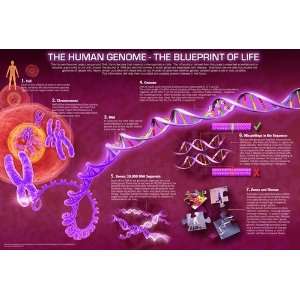  Human Genome Poster #01 Blueprint Of Life 24x36in