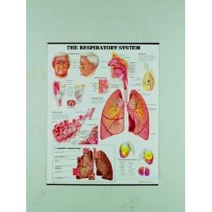  The Respiratory System Chart: Industrial & Scientific