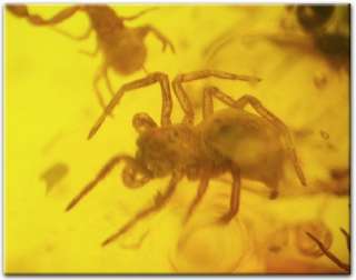 2x pseudoscorpion & 2 x spider fossils in Baltic amber  
