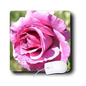  Patricia Sanders Flowers   Sweet Summer Beauty Rose 