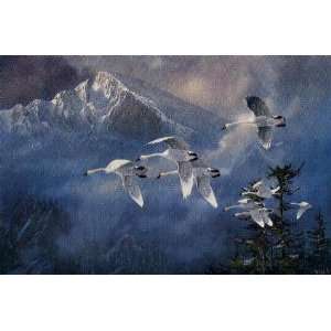  Ted Blaylock   Longs Peak   Trumpeter Swans