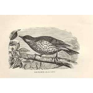  Song Thrush 1862 WoodS Natural History Birds: Home 
