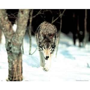  Tom Brakefield Gray Wolf hunting in Snow SCARY POSTER 