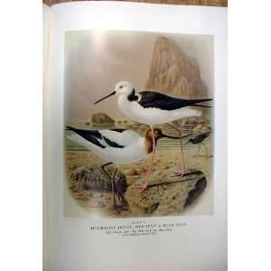  Avocet & Stilt BullerS Birds Of New Zealand