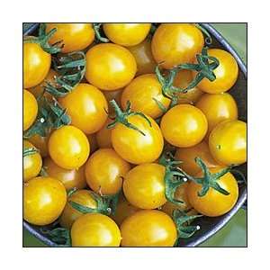    Blondkopfchen Yellow Cherry Tomato   20 Seeds Patio, Lawn & Garden