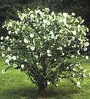 Althea Rose Of Sharon White 2 3 Feet Tall Double Blooms