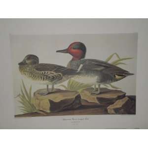   by John James Audubon American Green Winged Teal 