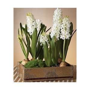 White Hyacinth Garden Box 