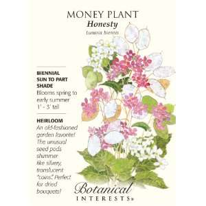  Money Plant Honesty Heirloom Seeds 60 Seeds: Patio, Lawn 