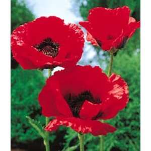    Brilliant Red Oriental Poppy 600 Seeds Patio, Lawn & Garden