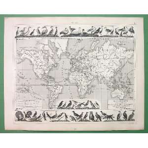  BIRDS Migration World Map   SCARCE Superb Antique Print 