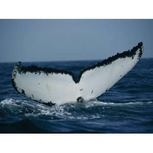  The Tail of a Humpback Whale Slides into the Water Premium 