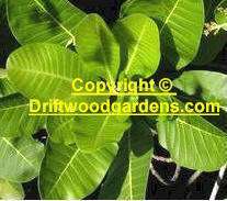 Wild Rainforest Cashew Tree Seed ANACARDIUM excelsum Tropical Seeds 