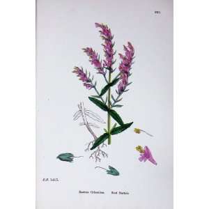    Botany Plants C1902 Red Bartsia Odontites Flowers: Home & Kitchen