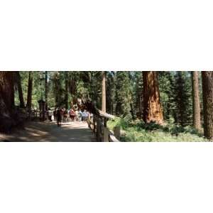  Tourists Near a Lodge in a Forest, Sequoia National Park 