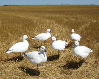 AVERY GREENHEAD GEAR T&T 5/8 SNOW GOOSE ACTIVE DECOYS 6  