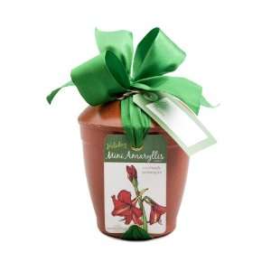  Holiday Mini Amaryllis Bulb Kit: Patio, Lawn & Garden
