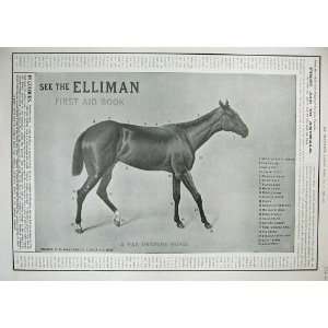   1902 Advertisement Elliman First Aid Book Horses Body