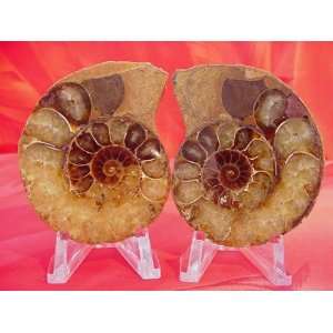  of 2.63 (66.80mm) Prehistoric Fossilized Diamond Polished Ammonites 