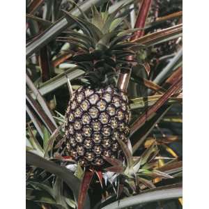  Close Up of a Pineapple on a Tree (Ananas Comosus 