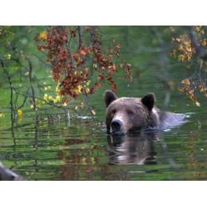 An Alaskan Brown Bear Swims in a River with an Overhang of Fall Leaves 