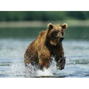  A Brown Bear Splashing Through Water While Hunting Salmon 
