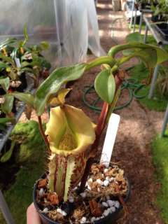 Nepenthes Tiveyi N. maxima x veitchii Rooted Cutting Carnivorous Plant 