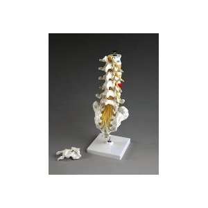 Lumbar Vertebrae Model  Regional Spinal Series #3 of 3  