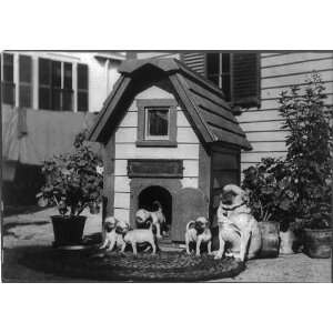   kennels,pets,animals,George E Brown,c1886 