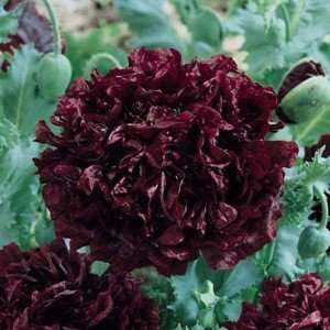  Black Aphid Peony Seed Packet Patio, Lawn & Garden
