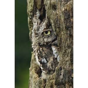  Eastern Screech Owl, Michigan, USA by Adam Jones, 48x72 
