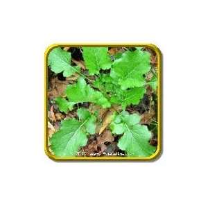   Turnip Seeds   Seven Top Bulk Vegetable Seeds Patio, Lawn & Garden