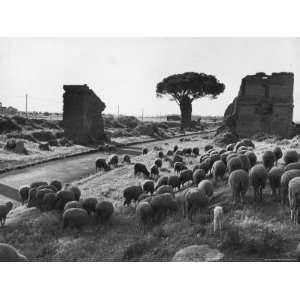  Sheep Grazing Near Ruins on the Appian Way Outside of Rome 