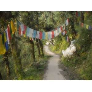  Path and Prayer Flags, Mcleod Ganj, Dharamsala, Himachal 