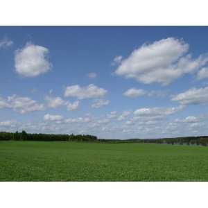 An Expanse of Lush Green Grass with Blue Sky and Flutty Clouds by a 