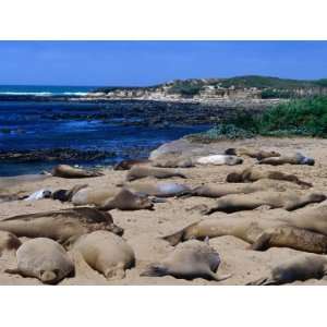 Young Northern Elephant Seals, Ano Nuevo State Reserve, California 